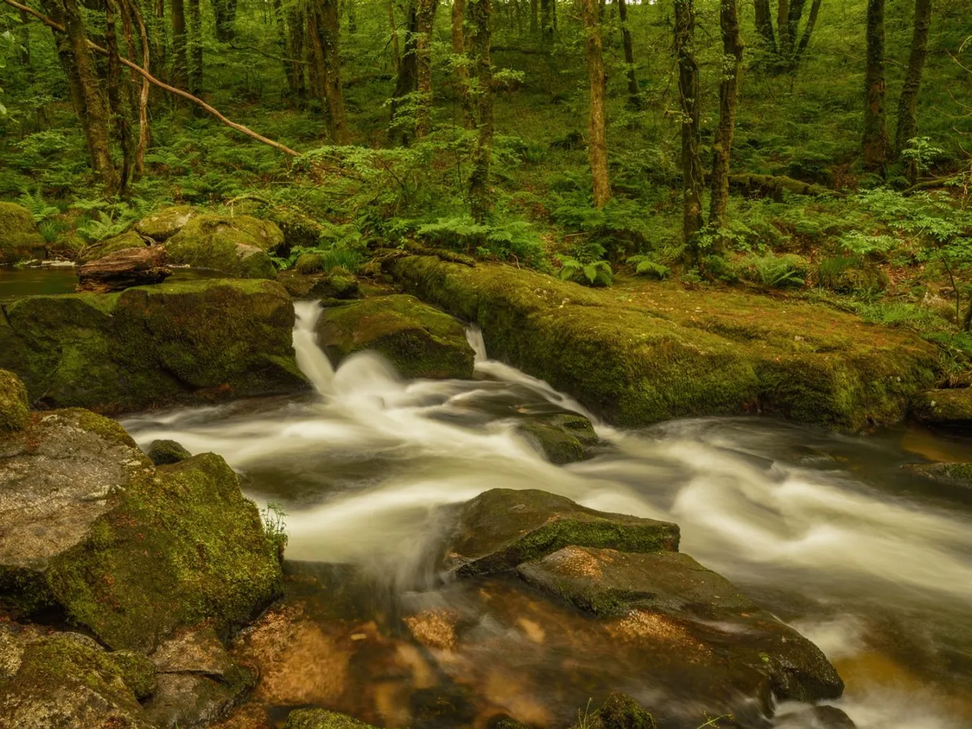 The protected riparian corridor running through Embassy Origins