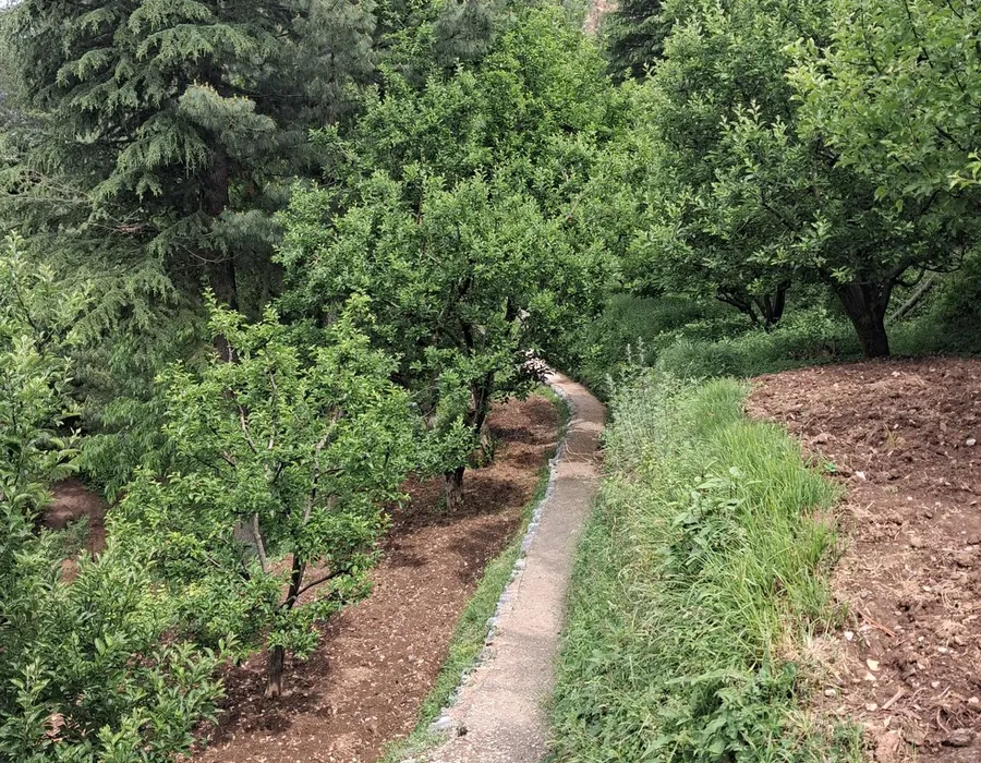 4,000 Trees, 100–120 Species